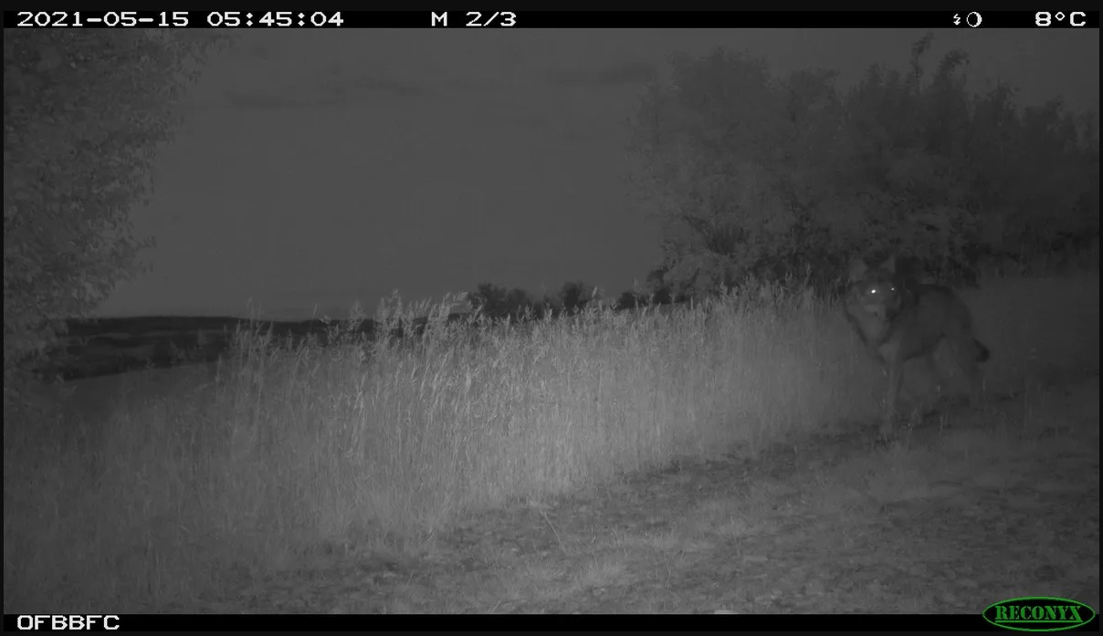 Crier au loup : quand l&rsquo;image ne fait pas preuve